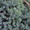 Blue Star Juniper #3 - Image 2